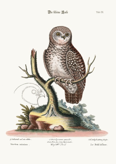 The little Owl od George Edwards