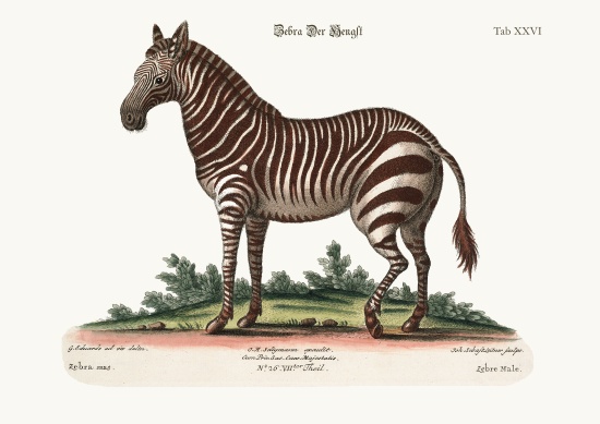The Male Zebra od George Edwards
