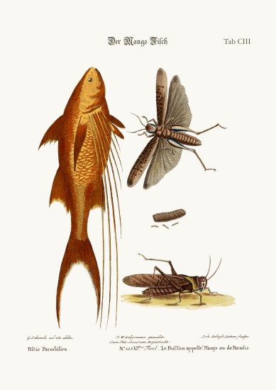 The Mango-Fish. The Great Brown Locust od George Edwards