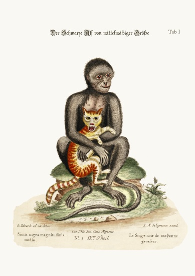 The Middle-sized Black Monkey od George Edwards