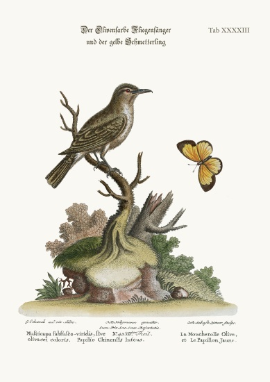 The Olive-coloured Flycatcher and the Yellow Butterfly od George Edwards