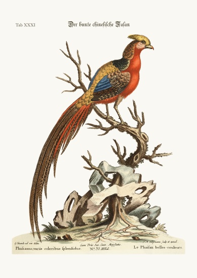 The painted Pheasant from China od George Edwards