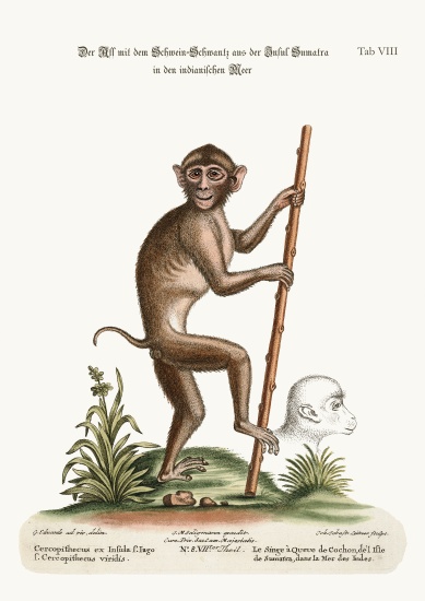 The Pig-tailed Monkey, from the Island of Sumatra, in the Indian Sea od George Edwards