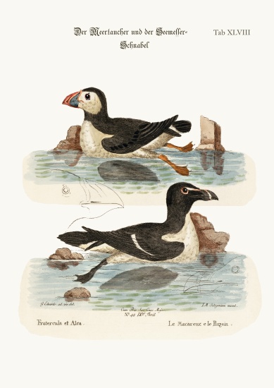 The Puffin, and the Razor-bill od George Edwards