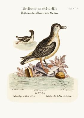 The Puffin of the Isle of Man, and the Guillemot