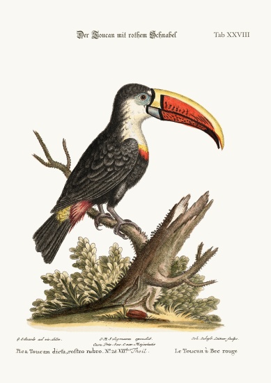 The Red-beaked Toucan od George Edwards
