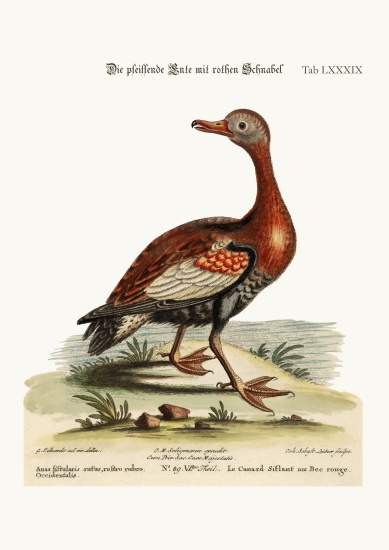 The Red-billed Whistling Duck od George Edwards