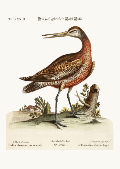 The Red-breasted Godwit od George Edwards