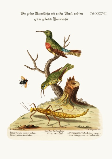 The Red-breasted Green Creeper, and the Spotted Green Creeper od George Edwards