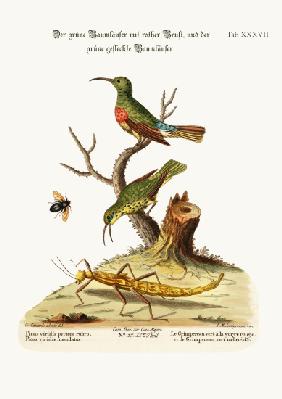 The Red-breasted Green Creeper, and the Spotted Green Creeper