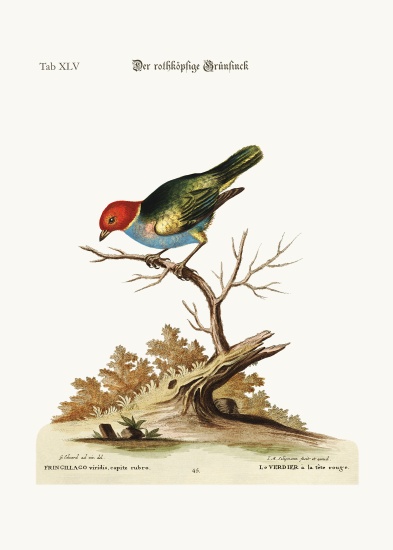 The red-headed Green-Finch od George Edwards