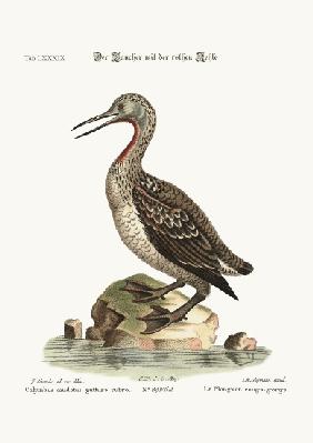 The red-throated Ducker or Loon