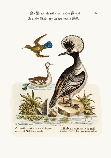 The Round-crested Duck, the Greater Dobchick, and the All-green Hummingbird od George Edwards
