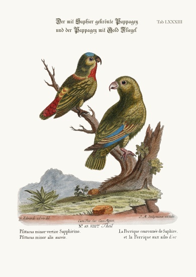 The Sapphire-crowned Parrakeet, and the Golden-winged Parrakeet od George Edwards