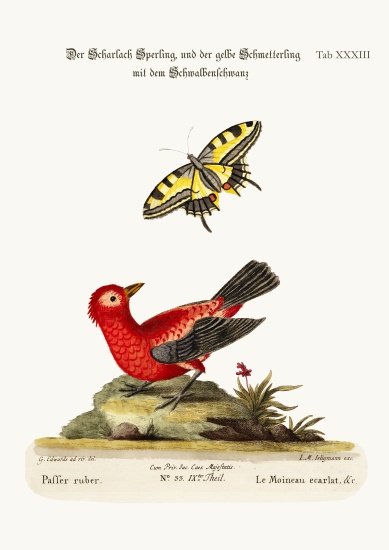 The Scarlet Sparrow and the Yellow Swallow-tailed Butterfly od George Edwards