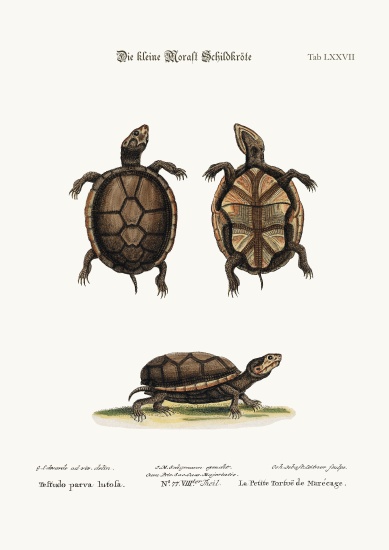 The small Mud-Tortoise od George Edwards