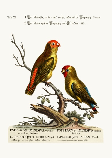 The smallest Green and Red Indian Paroquet. The small Green Parrot of East India od George Edwards