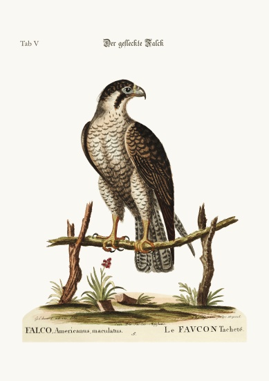 The spotted Hawk or Falcon od George Edwards