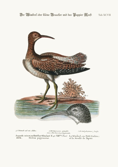 The Whimbrel, or Lesser Curlew, and the Paper-Moss od George Edwards