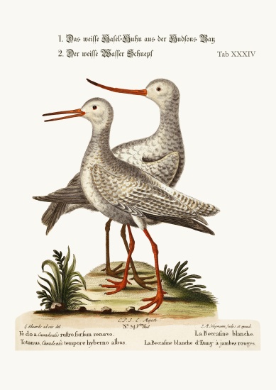 The White Godwit from Hudson's Bay. The White Red-Shank or Pool-Snipe od George Edwards