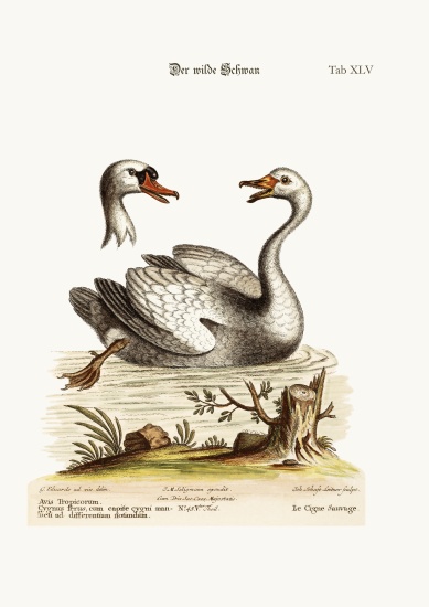 The Wild Swan od George Edwards