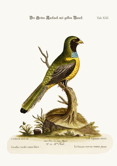 The Yellow-bellied Green Cuckow od George Edwards