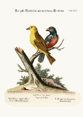 The Yellow Red-pole, and the Black Gros-beak