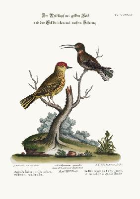 The Yellow Red-Pole, and the White-tailed Hummingbird
