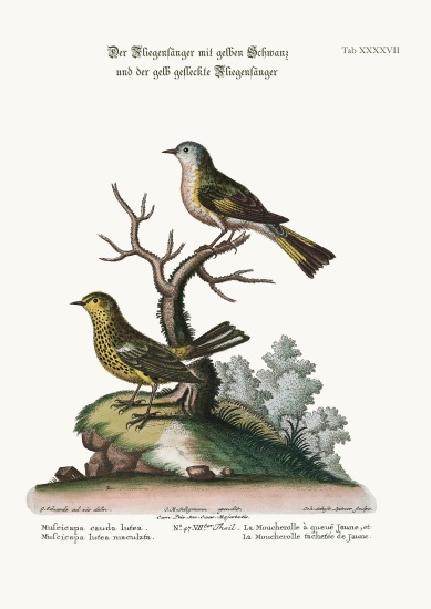 The Yellow-tailed Flycatcher, and the Spotted Yellow Flycatcher od George Edwards
