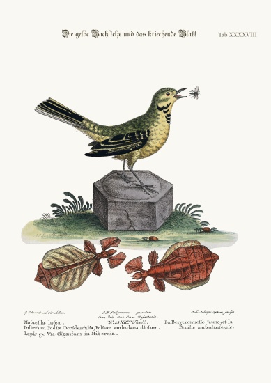 The Yellow Water-Wagtail and the Walking Leaf od George Edwards