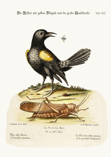 The Yellow-winged Pye, and Greatest Locust od George Edwards