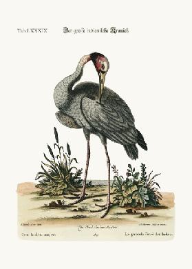 The greater Indian Crane