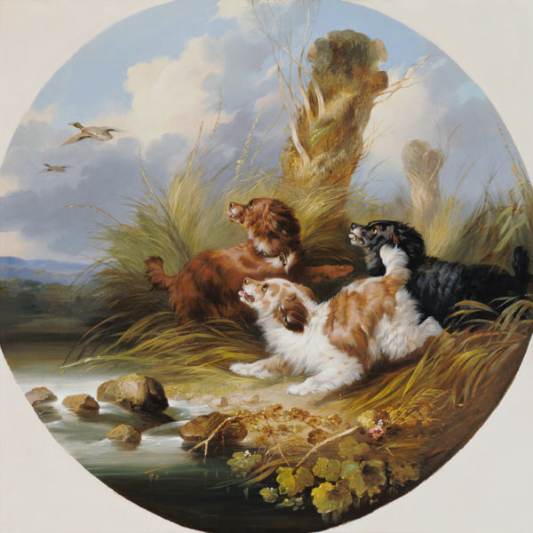 Three Spaniels Flushing Mallard od George Armfield