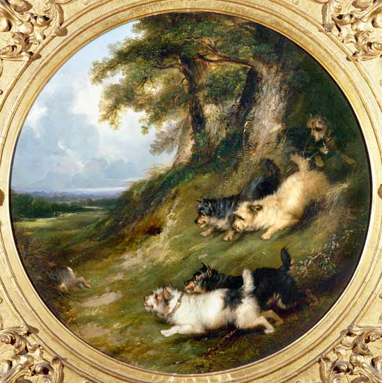 Terriers Rabbiting od George Armfield