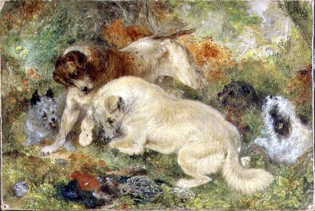Terriers and Rabbits in a Wood od George Armfield
