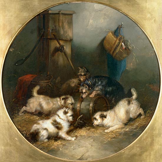 Terriers Ratting in a Barn od George Armfield