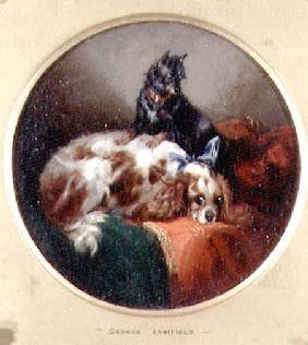 Blenheim Spaniel and Terrier