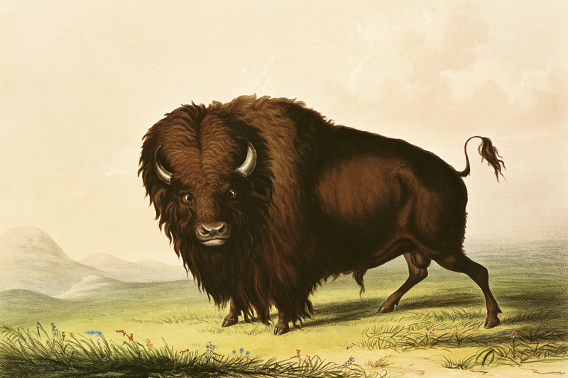 A Bison, c.1832 od George Catlin