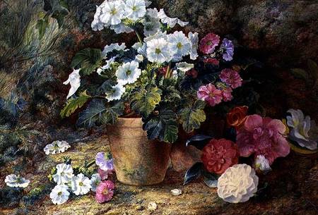 A Still Life of Pelargoniums in a Pot with Camellias od George Clare