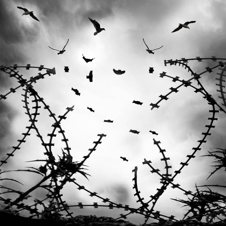 Free as a bird od George Digalakis