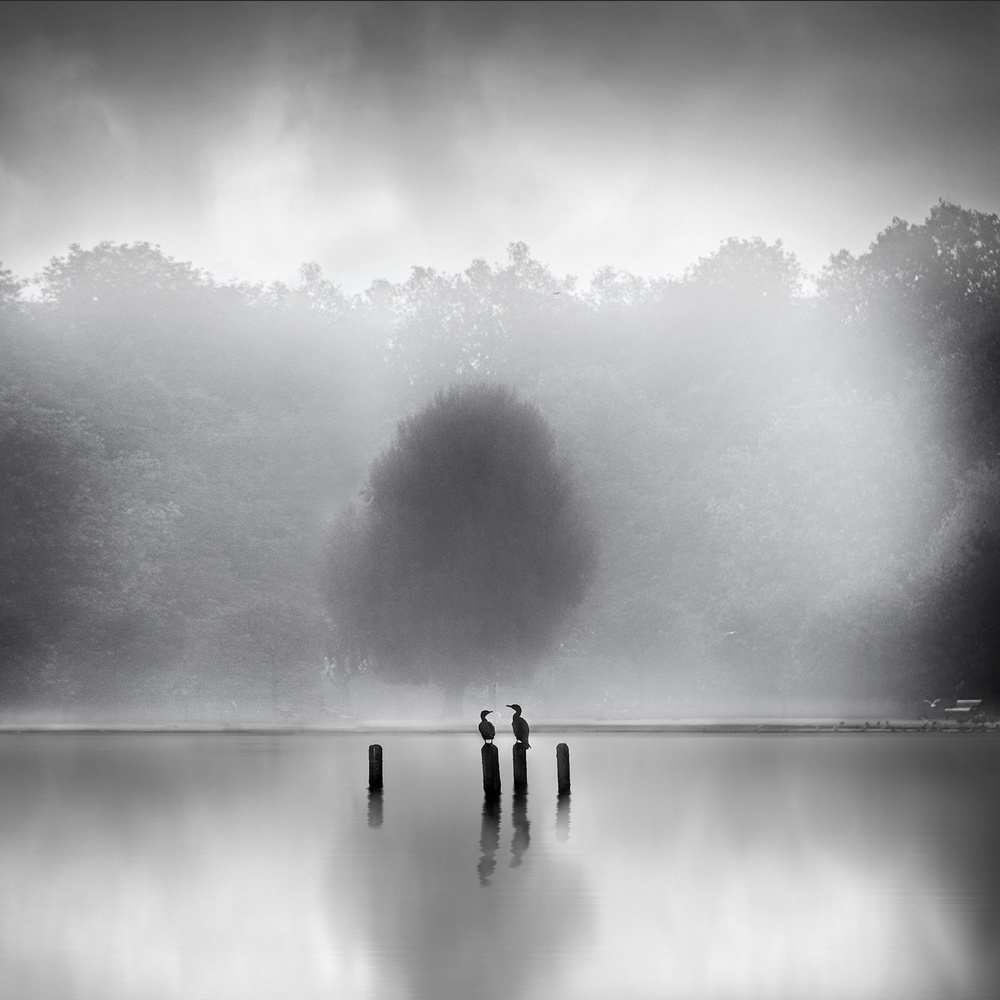 Cormorants in the mist od George Digalakis