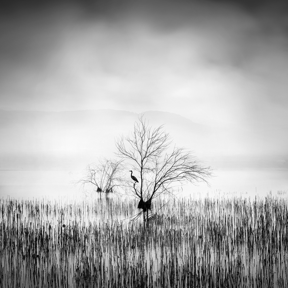 Morning Song od George Digalakis