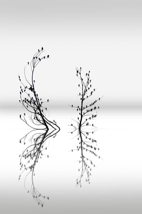 Trees with Birds (2) od George Digalakis