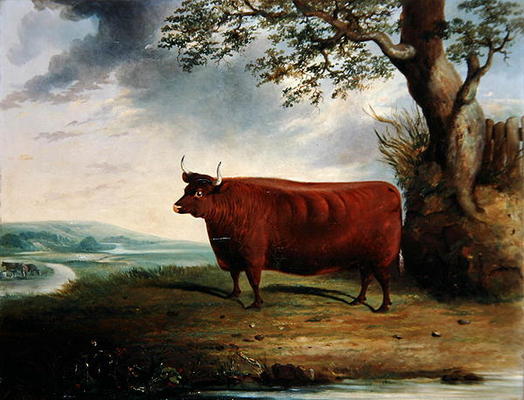 Portrait of a Brown Cow, 1844 (oil on canvas) od George Fenn