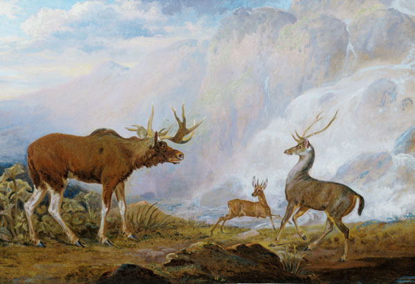 Earl of Orford's Elk, Antelope and Stag od George Garrard