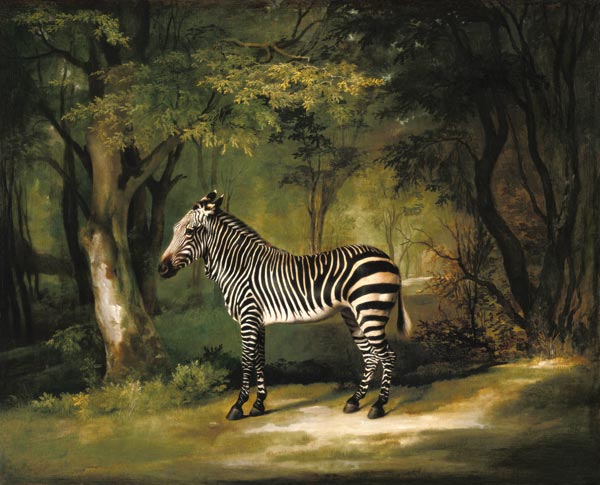 A Zebra od George Stubbs