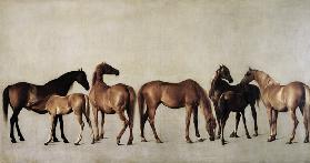 Mares with Foals