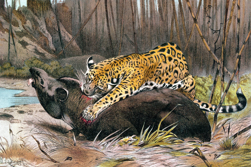 Jaguar, plate from Brehms Tierleben: Allgemeine Kunde des Tierreichs, vol.1, p.494, published by Bib od German School, (19th century)