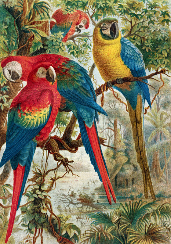 Macaws, plate from Brehms Tierleben: Allgemeine Kunde des Tierreichs, vol.5, p.60, published by Bibl od German School, (19th century)