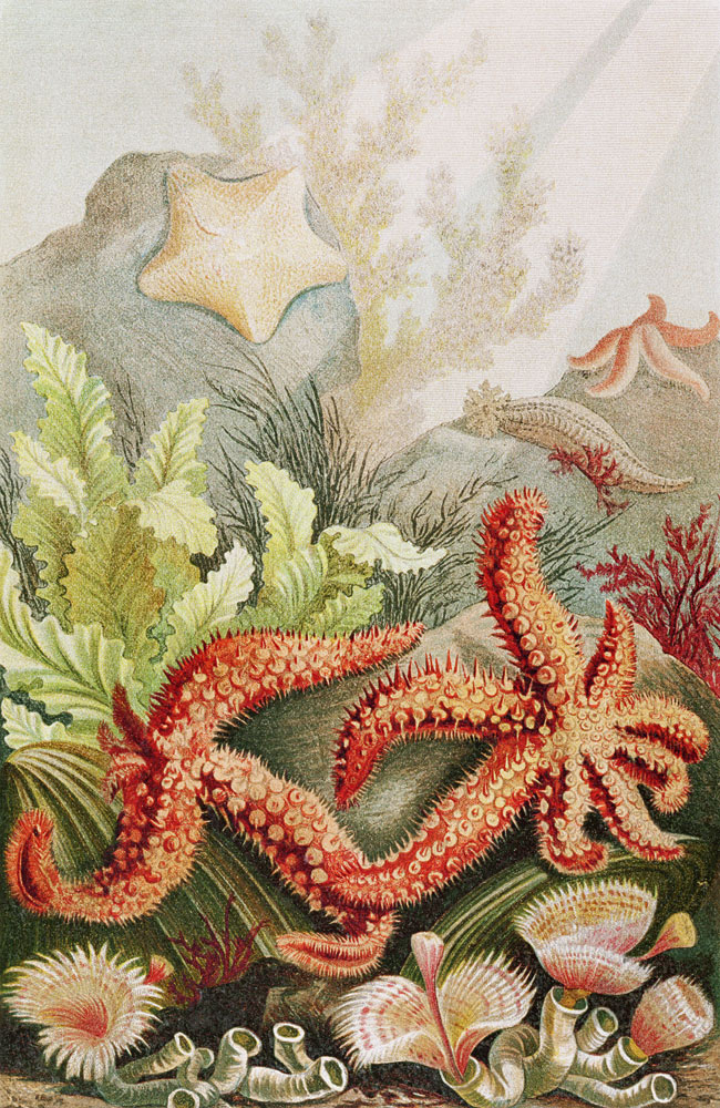 Starfish, plate from Brehms Tierleben: Allgemeine Kunde des Tierreichs, vol.10, p.528, published by od German School, (19th century)